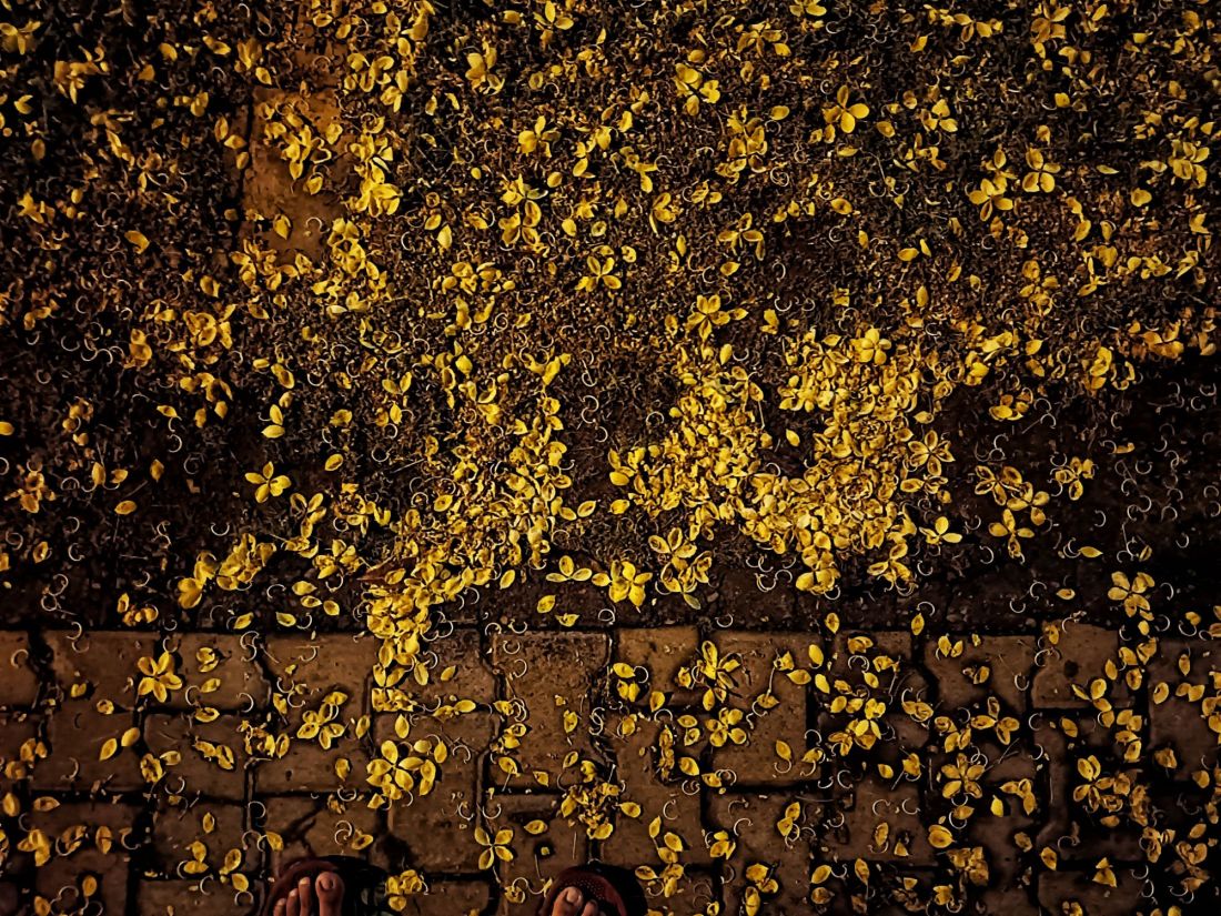 Amaltas